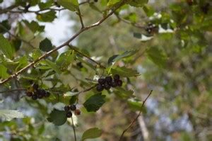 Plants That Will Grow Near Black Walnut Trees In Zone Joybilee