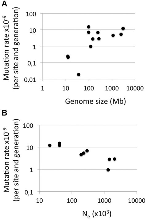 Direct Estimate Of The Rate Of Germline Mutation In A Bird