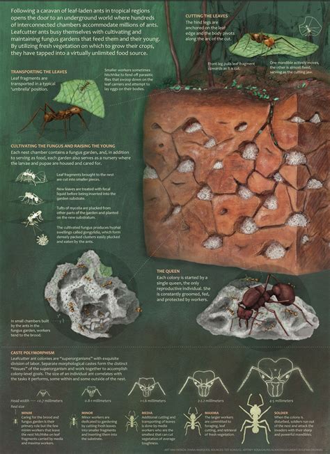 Underground Ant Tunnels