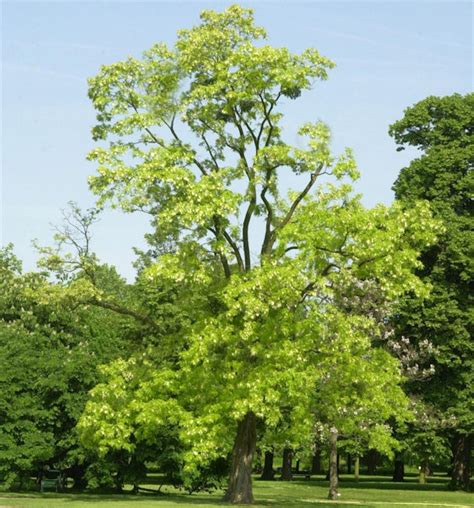 Gold Robinie Robinia Pseudoacacia Frisia