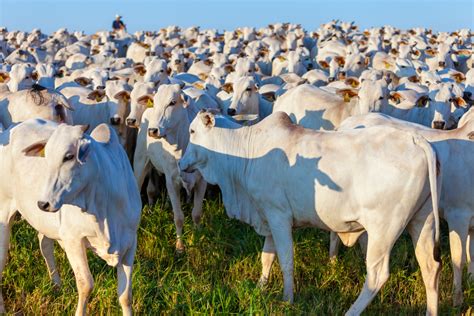 Brasil exporta 240 622 toneladas de carne bovina em maio e tem 2º mês