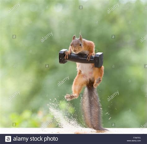 Squirrel Jumping High Resolution Stock Photography and Images - Alamy