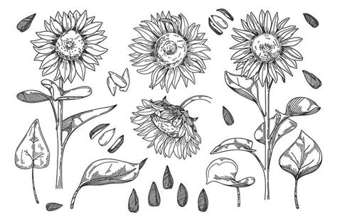 19 Sunflower Drawing Ideas For All Skill Levels Beautiful Dawn Designs