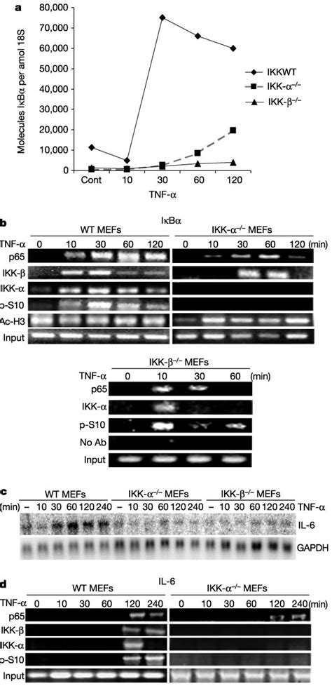 Promoter Associated Ikk Is Essential For Tnf Induced Nf B Dependent