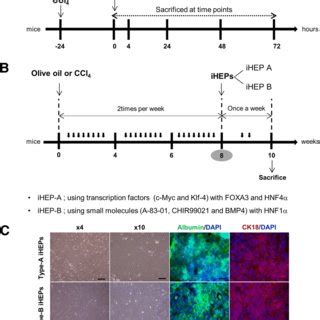 CCl 4 Induced Chronic Hepatic Fibrosis Was Significantly Attenuated By