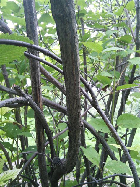 ARROWWOOD - VIBURNUM DENTATUM | The UFOR Nursery & Lab