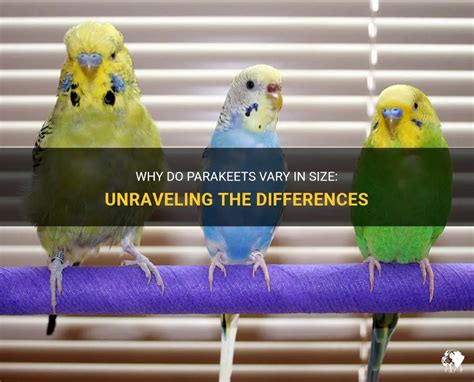 Why Do Parakeets Vary In Size Unraveling The Differences Petshun