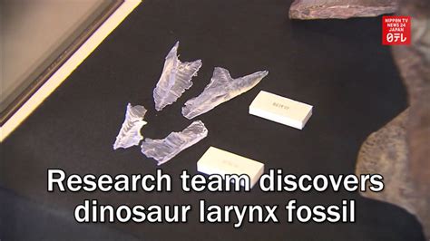 Research Team Discovers Dinosaur Larynx Fossil Nippon Tv News Japan