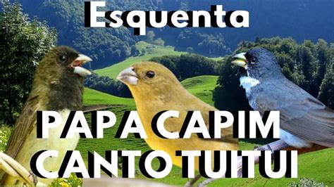 MELHOR ESQUENTAR Papa Capim MELHOR Papa Capim CANTANDO E Papa Capim