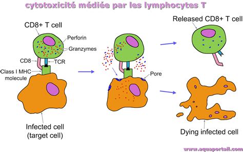 Cytotoxicité définition et explications