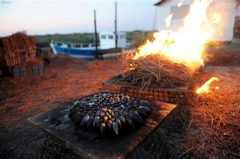 Charente Maritime Tout Ce Qu Il Faut Savoir Sur Les Moules De Bouchots