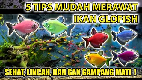 Cara Merawat Ikan Glofish Pemula Wajib Nonton Youtube