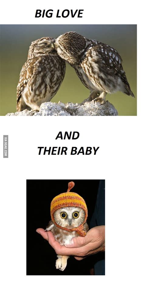 Cute Owls 9gag