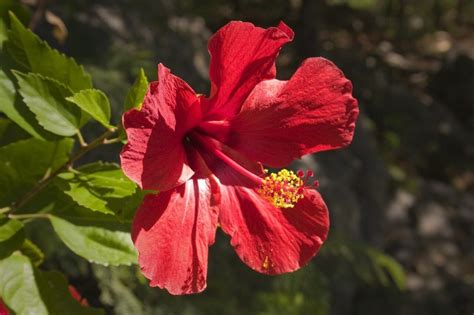 Hibiscus Flowers Are Great Allergy Sufferers 1 Bestfarmanimals