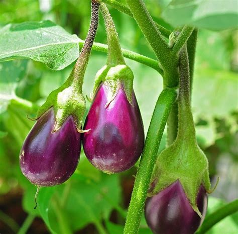 Brinjal Varieties In West Bengal - Taka Vegetable