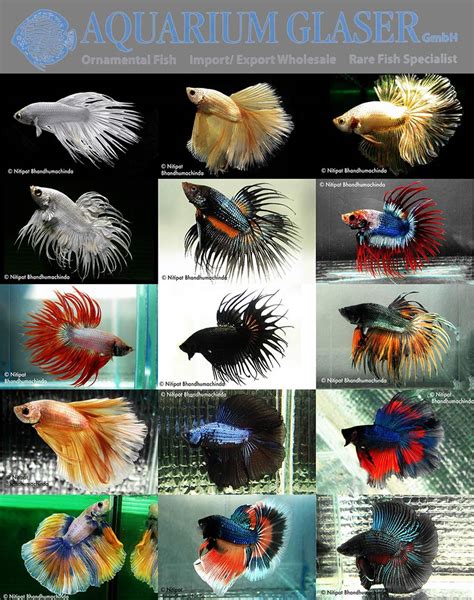 New: Betta splendens Special A-Selection - Aquarium Glaser GmbH