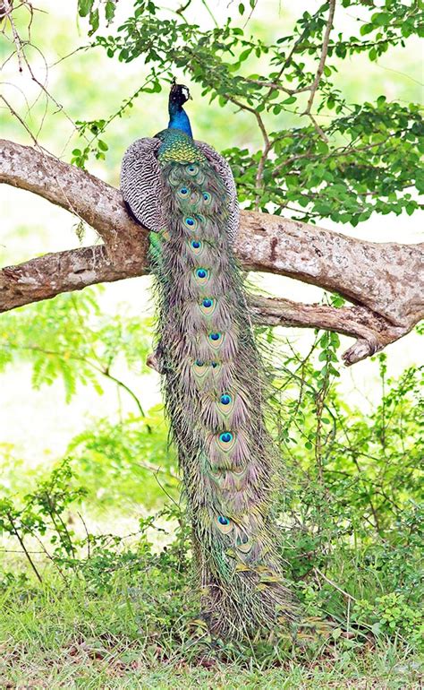 INDO-MALAYAN Tropical & Subtropical Dry (Deciduous) Forest birds