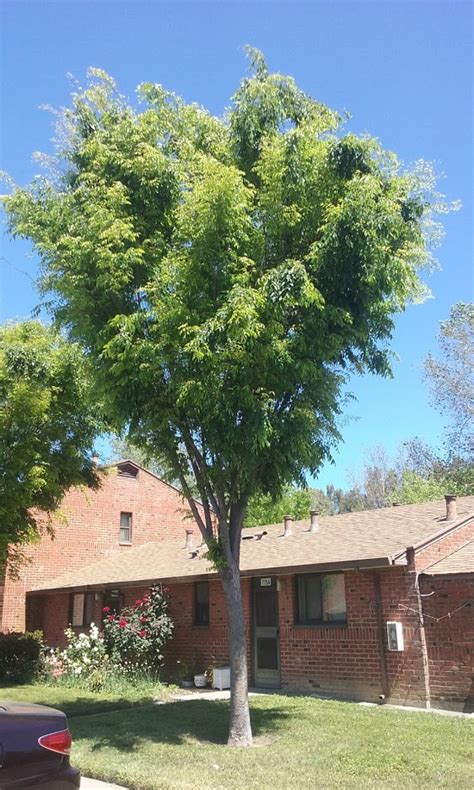 Columnar Zelkova Sacramento Tree Foundation