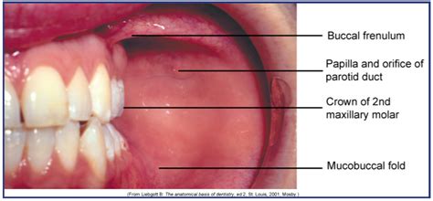 Lip Mucosa Anatomy Sitelip Org