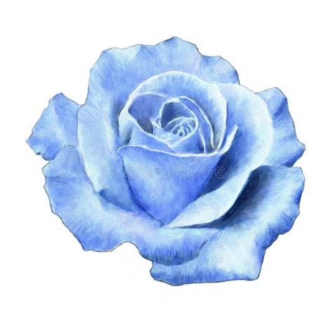 Rose. Blue rose on a white background. Watercolor painting , #AFFILIATE ...