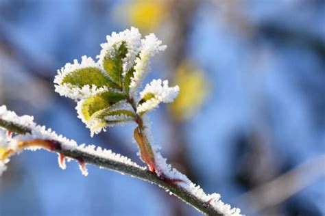 Ces plantes résistantes au froid pour un jardin magique même en hiver