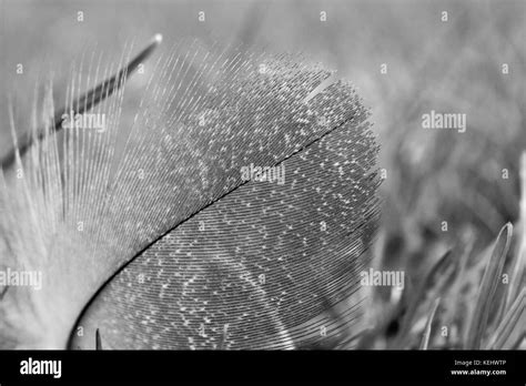 Imagen De Vida Silvestre En Blanco Y Negro Imágenes De Stock En Blanco