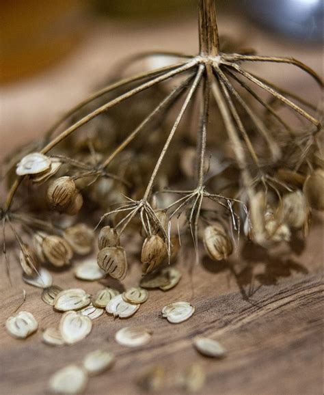 Common Hogweed – Identification, Edibility, Distribution – Galloway ...