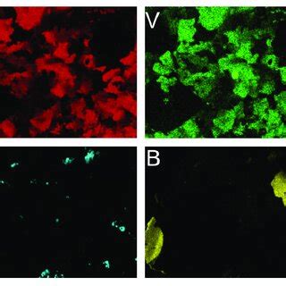 alloying element distribution maps   mixture  elemental powders