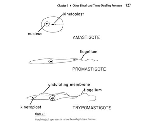 Protozoans Hemoflagellates Flashcards Quizlet