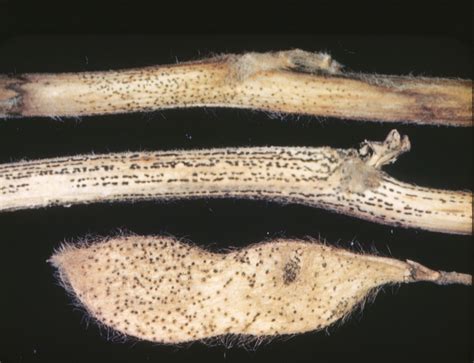 Phomopsis Seed Decay An Increasing Issue For Delayed Soybean Harvest