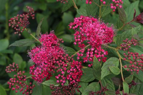 Spiraea Walbertons Plumtastic From Farplants Wins Gima Plant Award