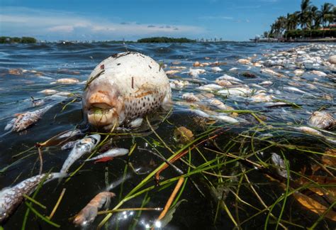 La muerte masiva de peces en bahía de Miami es por bajo nivel de