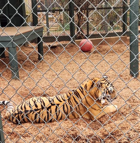 Bee City Zoo 2023 Siberian Tiger Zoochat