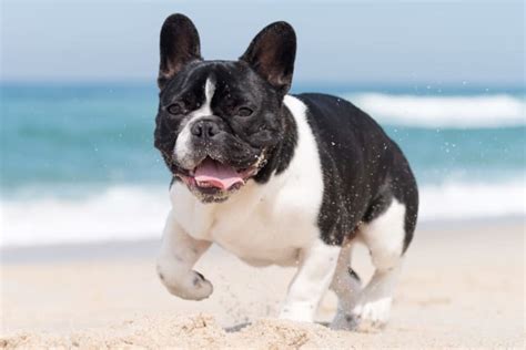 Brachycephalic Airway Syndrome In Dogs Houston County Vets