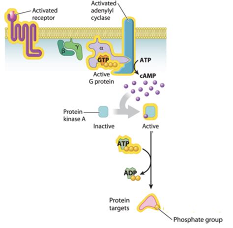 Module Signal Transduction Flashcards Quizlet