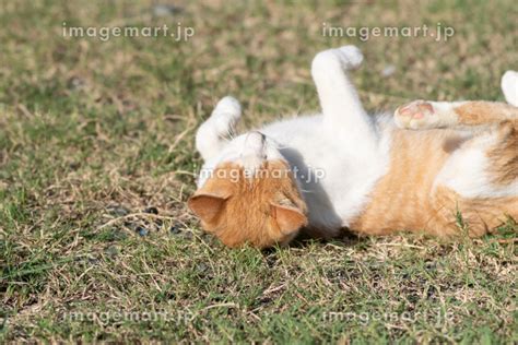 寝ころがる猫 茶トラ白の写真素材 198699462 イメージマート