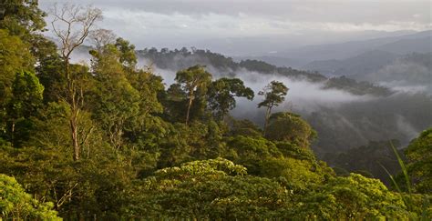 The View From Northern Nicaraguas Highlands Saving Birds With Coffee