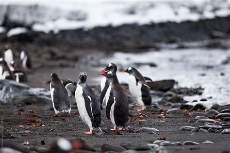 «A Waddle Of Penguins In Their Rookery» del colaborador de Stocksy ...