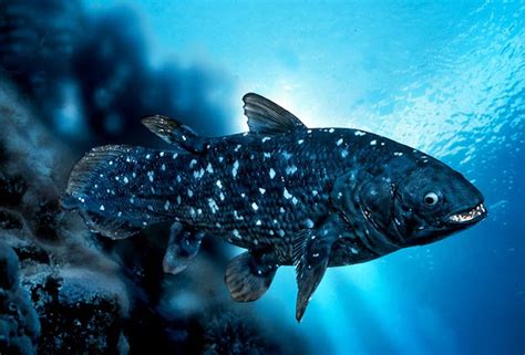 Coelacanth | The Biggest Animals Kingdom