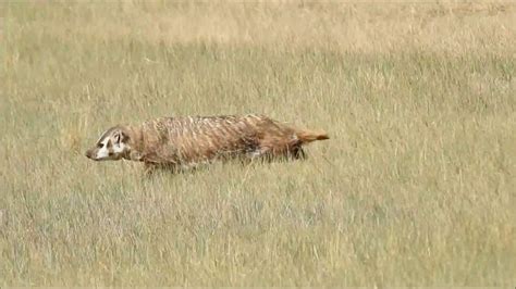 American Badger Hunting Prairie Dogs Northern Colorado Youtube