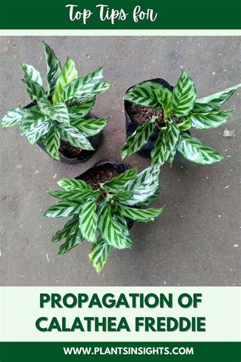 Propagation of Calathea Freddie