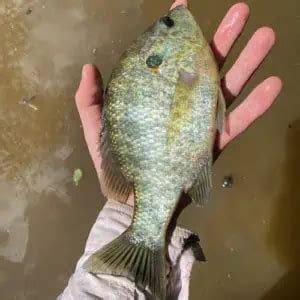 24 Freshwater Fish Species in Alabama (ID + Pics) - Pond Informer