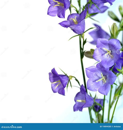 Blue Bell Flower Stock Image Image Of Grow Background 19894585