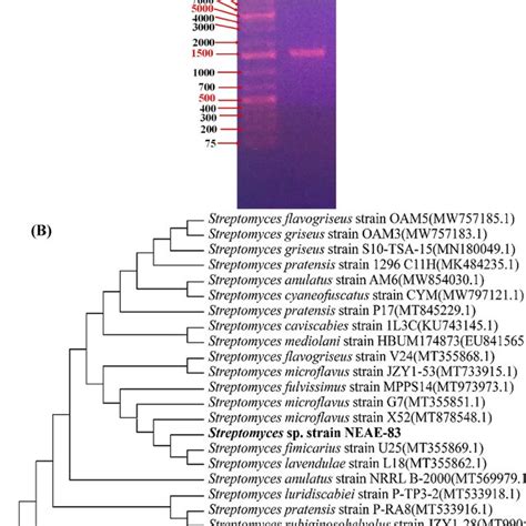 The Ornamentation Of The Spore Chain Morphology And Spore Surface Of