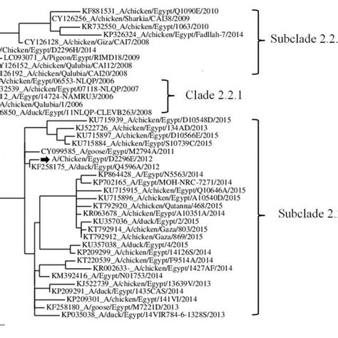 Phylogenetic Analysis Of The Ha Nucleotide Sequences Of Che12 Chh14