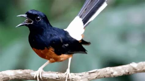 Jenis Jenis Burung Murai Di Indonesia Mantan Jancok