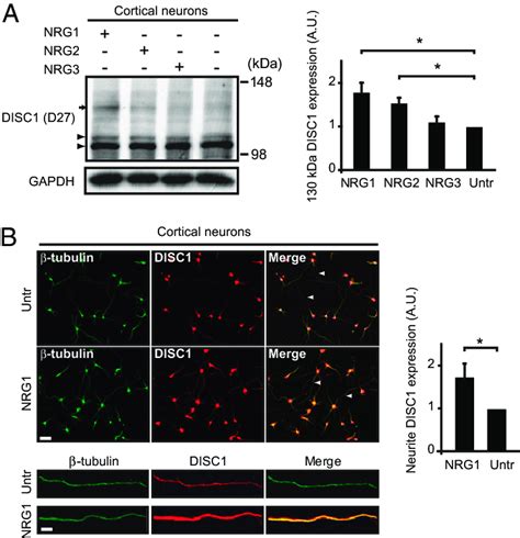 Nrg Treatment Affects Disc1 Expression In An Isoform Specific Manner