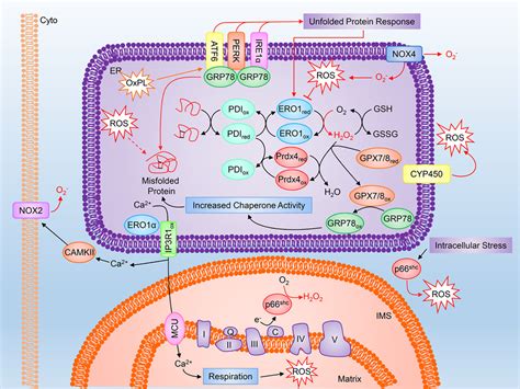 Reactive Oxygen Species In Metabolic And Inflammatory Signaling