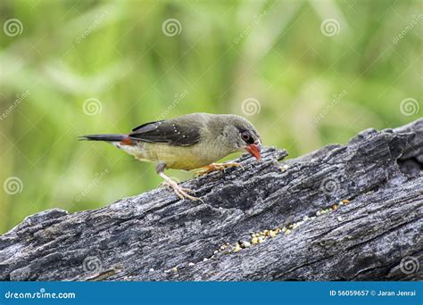 Red Avadavat Amandava Amandava Stock Image Image Of Wildlife