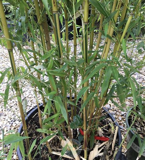 Yellow Groove Bamboo Phyllostachys Aureosulcata Spectabilis